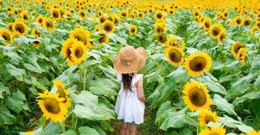 Ayçiçeği tarlasında oynayan bir kız