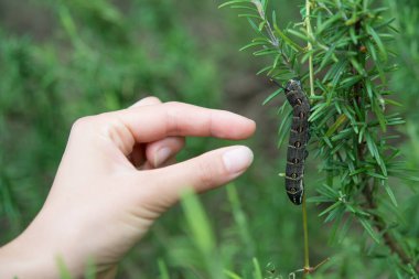 Yeşil bitkinin üzerinde bir tırtıl buldum. 