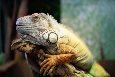 Bir tutsak yeşil iguana gevşiyor