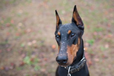 Siyah doberman köpeği başka tarafa bakıyor.