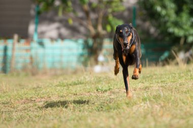 Doberman güneşli alanda koşar