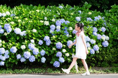 Ortanca çiçeklerinin açtığı yolda yürüyen kız.