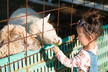 Çiftlikte beyaz keçileri olan küçük bir çocuk.