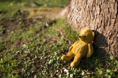 TEDDY AYI Çimenlerin üzerinde kahverengi