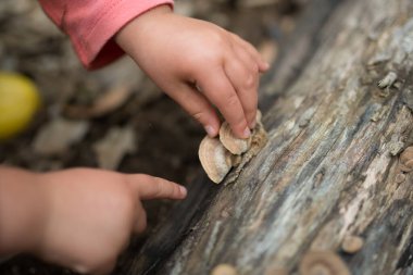 Çocuğun elleri ağaçtaki mantara dokunuyor.