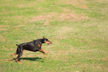 Doberman portresini doğada çalıştırmak