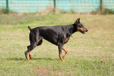 Doberman portresi