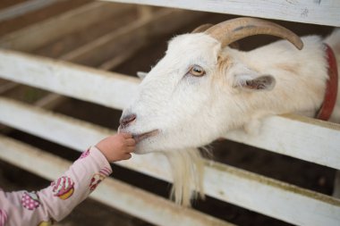 Küçük kız Keçi çiftliğinde besleme