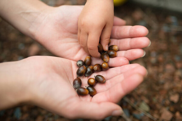 child is holding chestnuts in hands