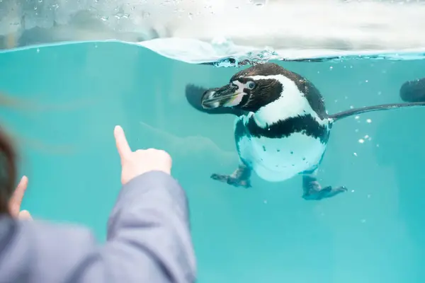 Akvaryumdaki penguenlere bakan çocuk