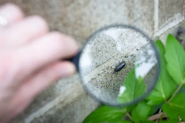 View the pill bug with a magnifying glass