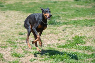 Doberman portresini doğada çalıştırmak