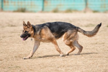 açık havada oynayan Alman çoban köpek