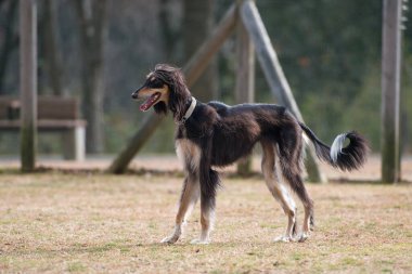 Köpek çobanı çoban köpeği.