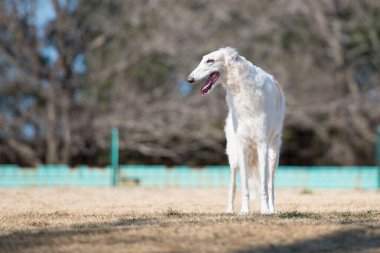 Çayırdaki borzoi köpeği.