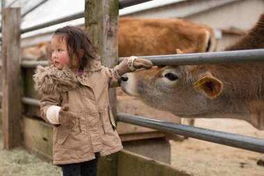 Çiftlikteki sığırlara dokunan kız