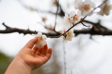 Çocuğun eli erik çiçeklerine dokunacak.