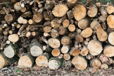 stacked firewood for the winter