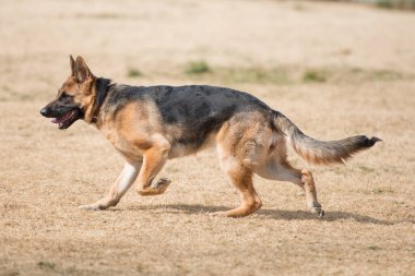 açık havada oynayan Alman çoban köpek