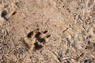 Kumda köpek izleri, yakın plan.