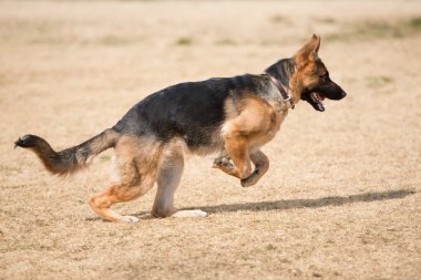 açık havada oynayan Alman çoban köpek