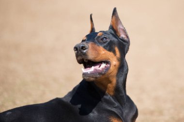 Doberman portresi