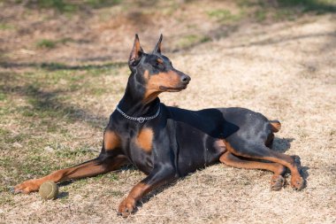 Doberman portresi