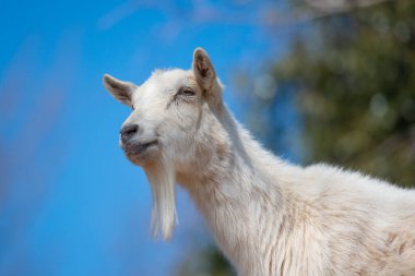 Güzel kürklü beyaz keçi