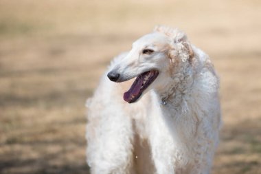 Tatlı Borzoi köpeği dışarıda oynuyor.