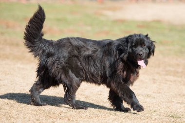 Açık bir Newfoundland köpek doğurmak