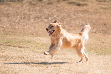 golden retriever köpek alanında çalışan