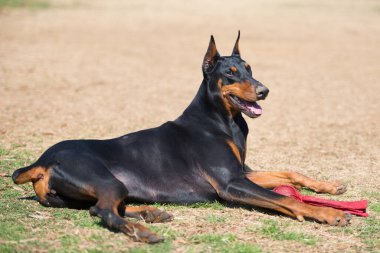 Doberman portresi