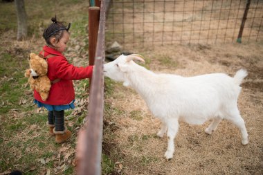 Kız çiftlikte keçiyi besliyor.