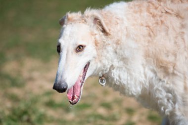 Tatlı Borzoi köpeği başka tarafa bakıyor.