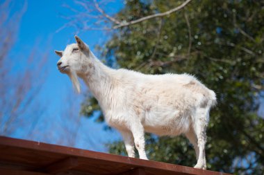 Güzel kürklü beyaz keçi