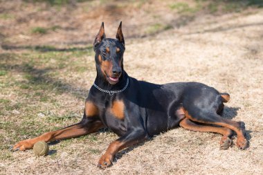 Doberman portresi