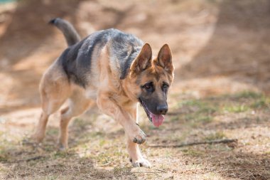 açık havada oynayan Alman çoban köpek