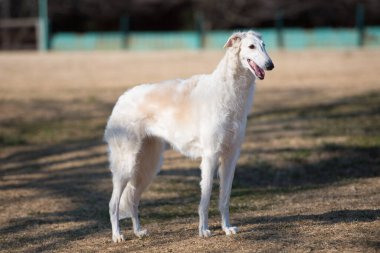 Çayırdaki borzoi köpeği.