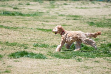 Genç kahverengi cocker spanyel koşuyor