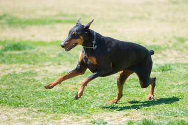 Doberman portresi