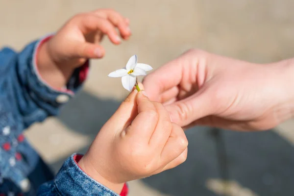 Hand of mother handing a dandelion in child