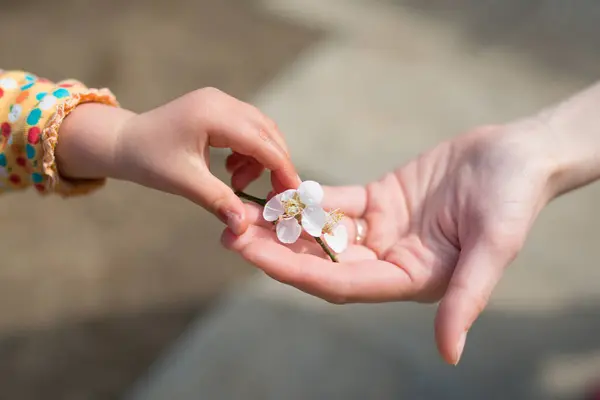 Mother and child hands with the plum flower