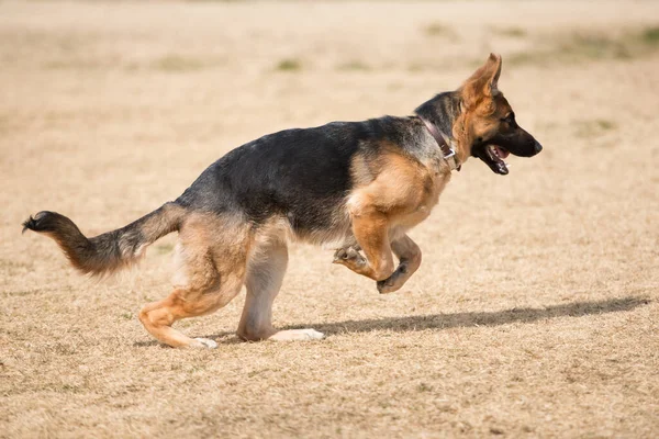 German Shepherd Dog Playing Outdoors Royalty Free Stock Photos