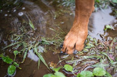 Köpeklerin ayakları su deposuna giriyor.