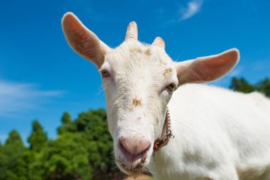 Mavi gökyüzü ve beyaz keçi