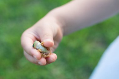 Çocuk elini yeşil kurbağayla kapat.
