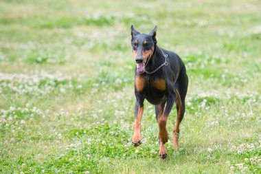 Doberman çayırda koşuyor. 