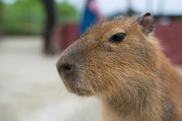 stock image Capybara on blurred background 