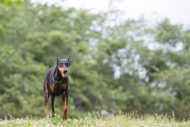 Doberman çayırda koşuyor. 