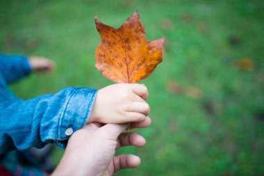 Ebeveyn ve çocuk elleri düşmüş yaprak ile